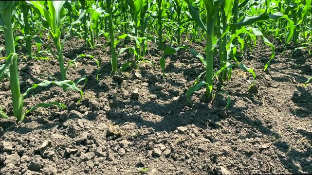 Powerful stalks grow with help of natural fertilizers. Slow motion video: corn plants casting shade on ground, use by natural fertilizers. Concept: natural fertilizers help corn grow and yield