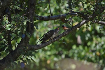 Common cuckoo chick being fed by a redstart foster parent in the wild
