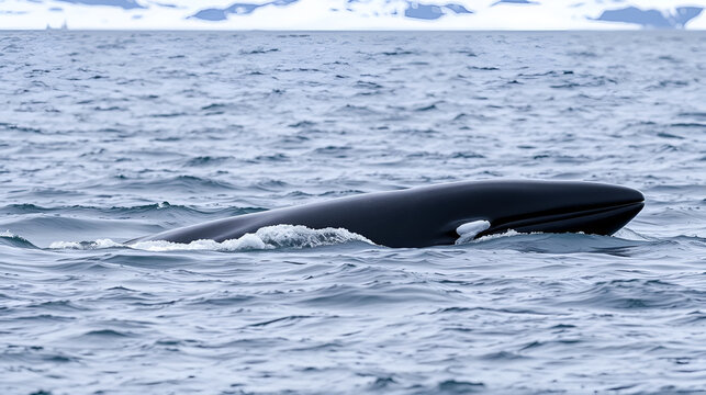 Rorqual commun, Balaenoptera physalus,Shetland du Sud, Antarctique