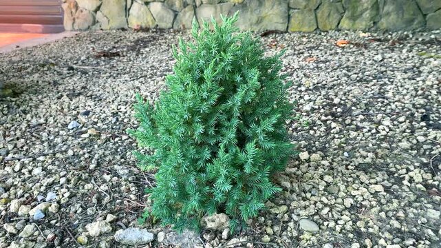 Scaly juniper in focus with natural rocks around. Popular evergreen shrub, scaly juniper suits various garden styles. Concept of Hardy and slow-growing, scaly juniper enhances outdoor textures