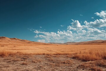Fototapeta premium Golden grassy field with deep blue sky and white clouds above. Illustrates nature, calmness, and a sense of open space and freedom.