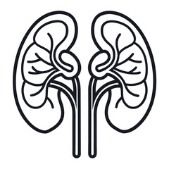 Anatomical illustration of human kidneys with ureters
