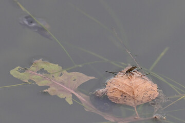 A water strider (Limnoporus notabilis) walks on the surface of Reflections Lake, Alaska.
