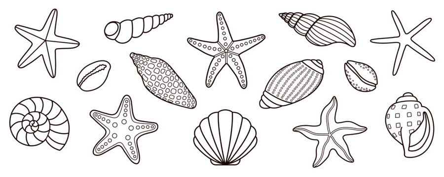 Hand drawn black and white outline set illustrations of seashells and starfish. For kids coloring pages, printables, educational materials, scrapbooking, summer, tropical, sea, ocean, vacation design.