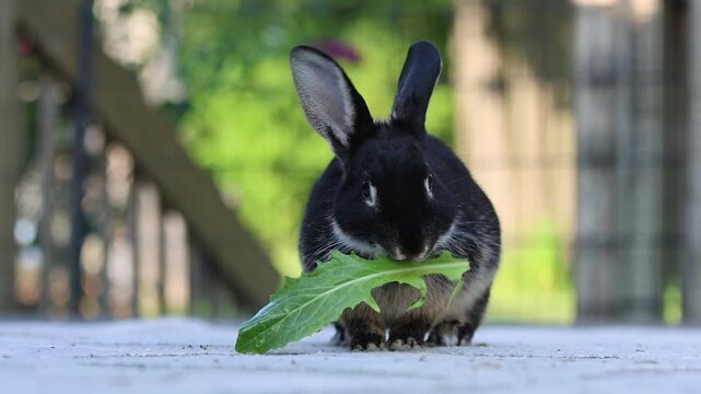Small rabbit starts to eat leaf and drops it and turns left slo mo 