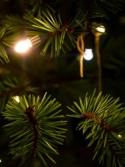 Christmas light on pine tree branches