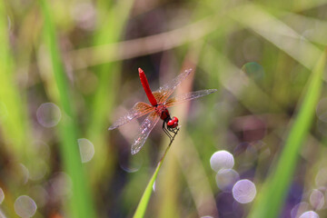 ハッチョウトンボのオス © Tozawa