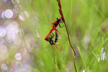 ハッチョウトンボ