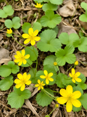 celandine withyellow flowers