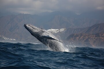 Fototapeta premium Humpback whale breaching the ocean's surface with mountains in the distance. Great for conservation, wildlife, or travel-related design projects.