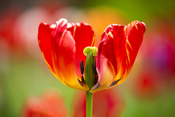 Closeup of a red and yellow tulip with one petal missing, revealing its stamens and pistil inside
