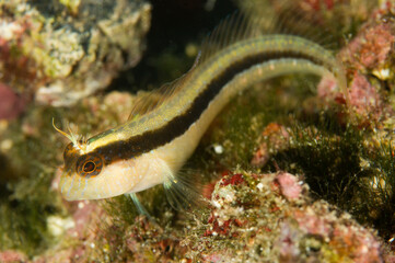 fish on coral reef, A Longstriped Blenny (Parablennius rouxi) in the Mediterranean Sea. Alghero,...