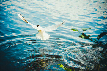 White bird close up. White seagull on the shore of the Gulf of Finland.