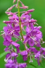 Beautiful pink flowers of Fireweed (Chamerion angustifolium) after a summer rain in Alaska.