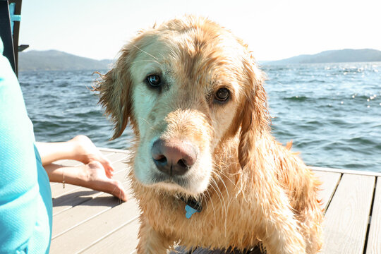 Cute golden retriever dog with wet fur on a dock after swimming in a lake. 