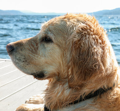 Cute golden retriever dog with wet fur on a dock after swimming in a lake. 