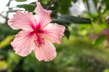 Hawaiian pink tropical hibiscus, beautiful flower