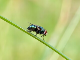 Green fly or Lucilia sericata on a leaf with a blurry background