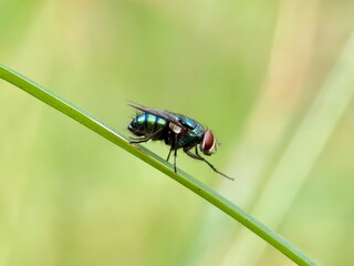 Green fly or Lucilia sericata on a leaf with a blurry background