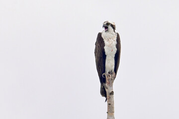 An adult Osprey (Pandion haliaetus) watches for fish from its perch along Wasilla Lake, Alaska.