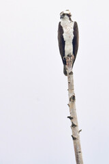An adult Osprey (Pandion haliaetus) watches for fish from its perch along Wasilla Lake, Alaska.