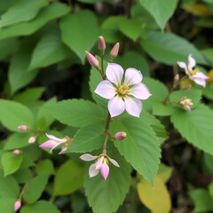 Impatiens glandulifera himalayan balsam invasive bloom flower blossom, expansive species dangerous plants Asia neophyte, ornamental touching jewelweed western honey insects collect