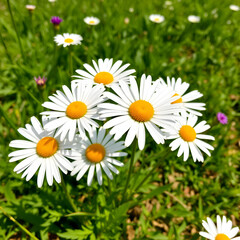 English Daisies Out In The Park