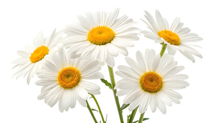 beautiful chamomile flowers  isolated on white background or transparent background, png cut out, ready to bring joy to any space