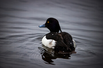 Male Tufted Duck Floating on Calm Water