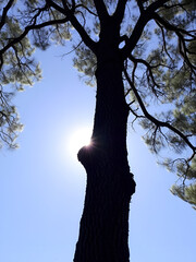 Scalinata maestosa ed imponente con contorno di alberi a Barcellona