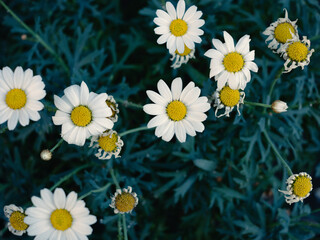 Daisies with Teal Foliage