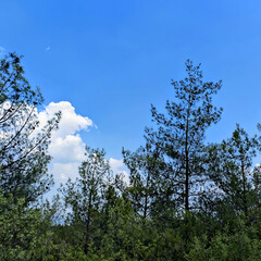 mountain landscape with blue sky forest