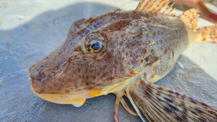 Close-up of a Gurnard fish with prominent eyes and textured skin