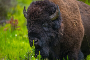 Bison in Yellowstone National Park