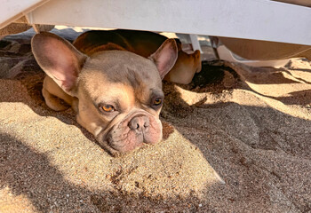 French Bulldog lies in the shade under a beach chair, looking out with bright eyes from the sand