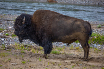 Bison in Yellowstone National Park