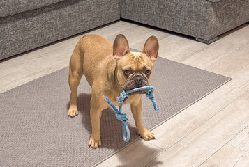 French bulldog stands on a rug with a blue rope toy in his mouth, offering to play with him