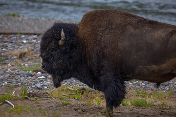 Bison in Yellowstone National Park