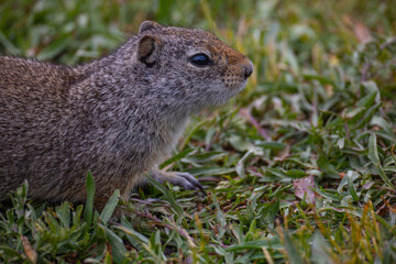 Ground squirrel in Grand Teton National Park