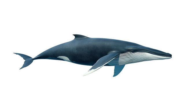 Fin Whale (Balaenoptera physalus), transparent background