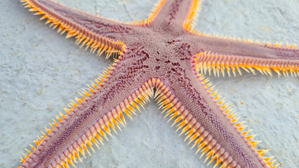 Purple and orange starfish with many sharp spines along its arms on a grey, textured background