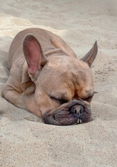 Relaxed French Bulldog sleeps peacefully on a sandy beach, with sand clinging to its snout