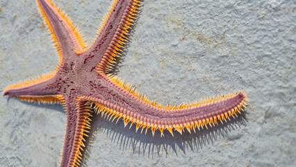 Purple starfish with orange spines on a gray background