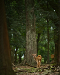 原生林にたたずむ子鹿