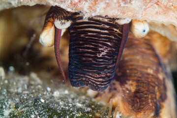 Marine gastropod Rough Turbo, Astraea Bolma rugosa. mediterranean sea, Alghero, Sardinia, Italy