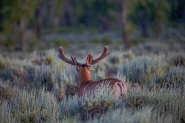 Black tailed deer in Grand Teton National Park