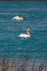 Pelicans at Bear Lake