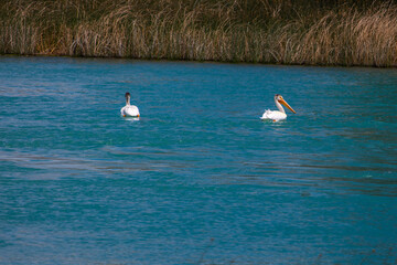 Pelicans at Bear Lake