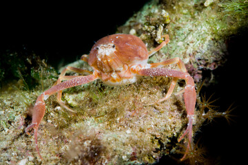 sea pebble crab detailed close-up in natural habitat on rocky bottom, Death's head crab (Ilia nucleus). Capo Caccia, Alghero, Sardinia, Italy
