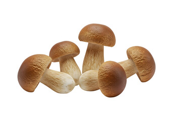 Porcini mushrooms on transparent background